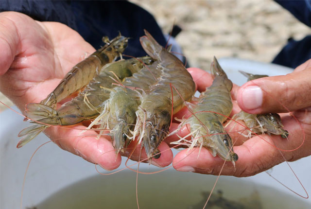 Vietnam’s shrimp