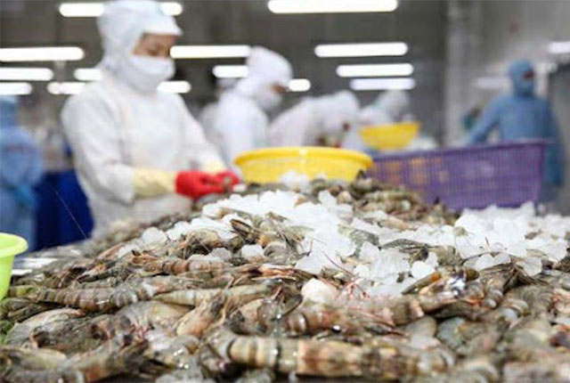shrimp export