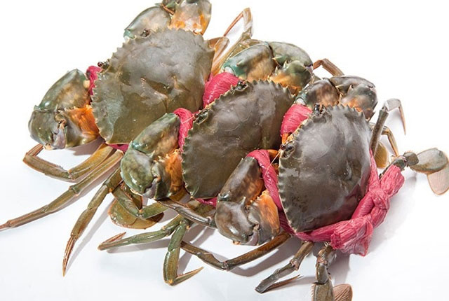 sea crabs