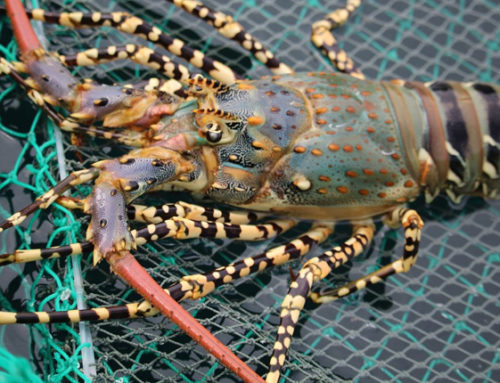 Phú Yên: Oxygen deficiency caused sudden death in lobster and fish
