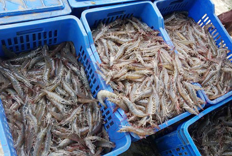 Despite zero Covid policy, exports to China increase dramatically -  Vietshrimp Aquaculture International Fair