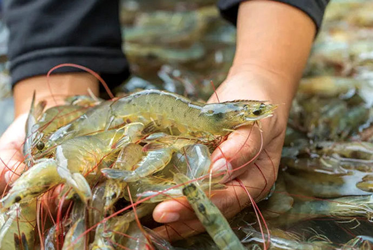 vietnam shrimp