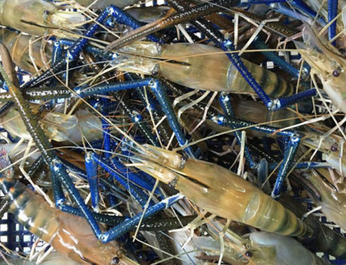 Gia Lai: Giant river prawns farm gives profit more than twice as much as conventional fish farming