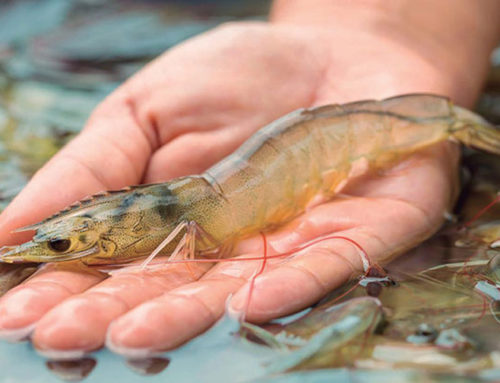 Vietnam becomes the second largest shrimp supplier worldwide - Vietshrimp  Aquaculture International Fair