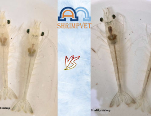 Enhance shrimp immunity with yeast additive from enzym feed solutions