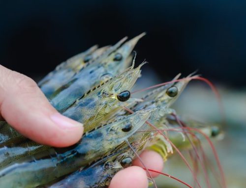 The Dutch Parliament calls to ban shrimp with cut-off eyes