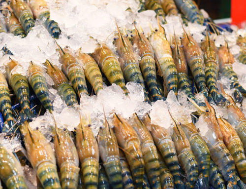 2024 prospects for Asia’s shrimp export market