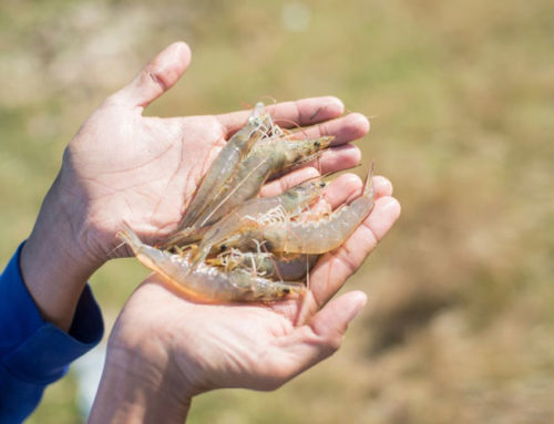 Can Tho University develops shrimp farming techniques