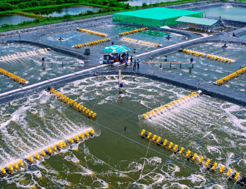 VietShrimp 2025 returns with the topic “Greening Farming”