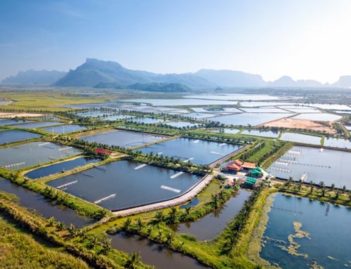 VietShrimp 2025: Driving Vietnam’s shrimp industry toward sustainable development